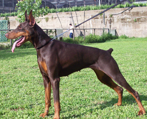 Ca'stellamaris Cleo Levante | Brown Doberman Pinscher