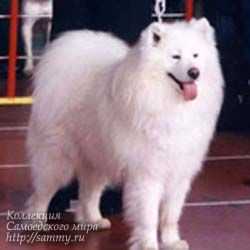 Ralf Arktik King | Samoyed 