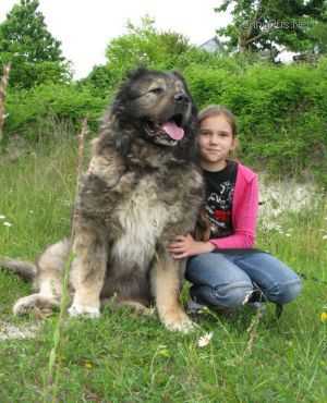 NOVY BEK SO STOLBOVOI | Caucasian Mountain Dog 