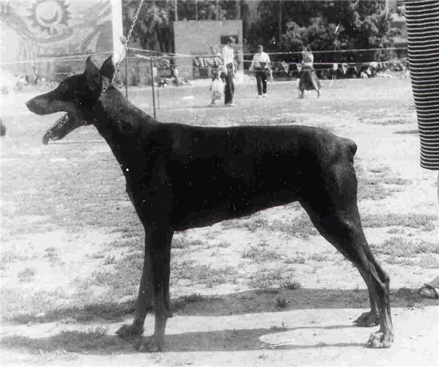 Venesuela le Malin | Black Doberman Pinscher