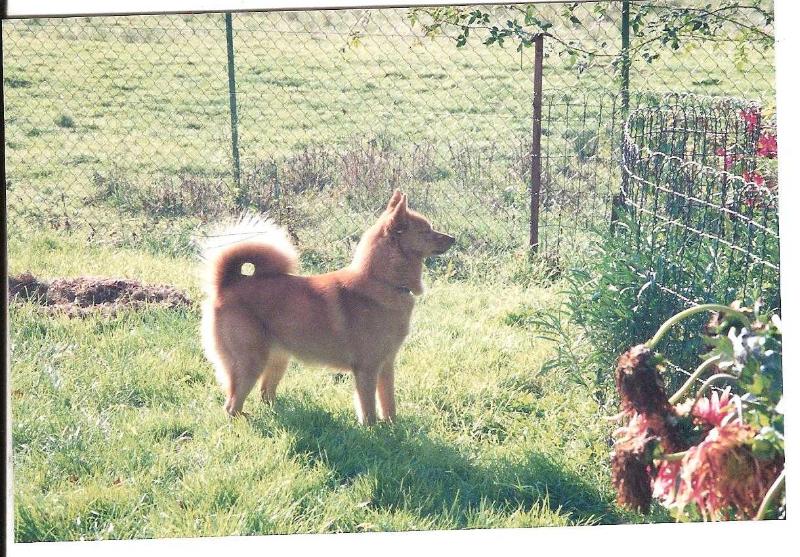 MA'RUSKA de la Cascade des Jarreaux | Finnish Spitz 