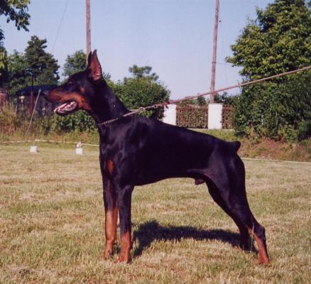 Talon dei Sauli Grimaldi | Black Doberman Pinscher