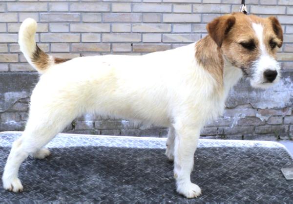 Southjack dirtydancing | Jack Russell Terrier 