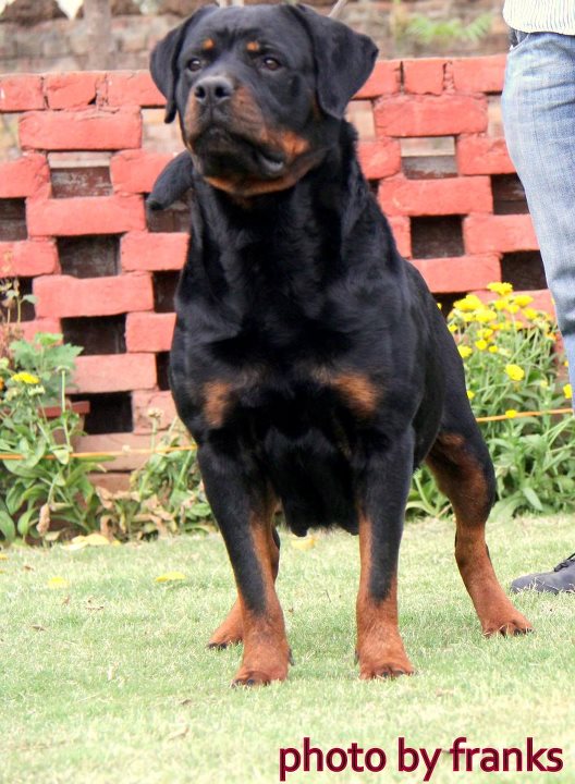 Tiwana Audi | Rottweiler 