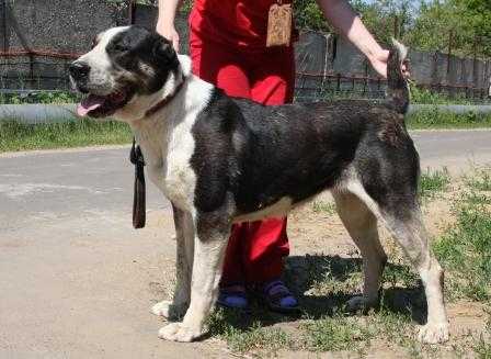 HOMAMAY | Central Asian Shepherd Dog 