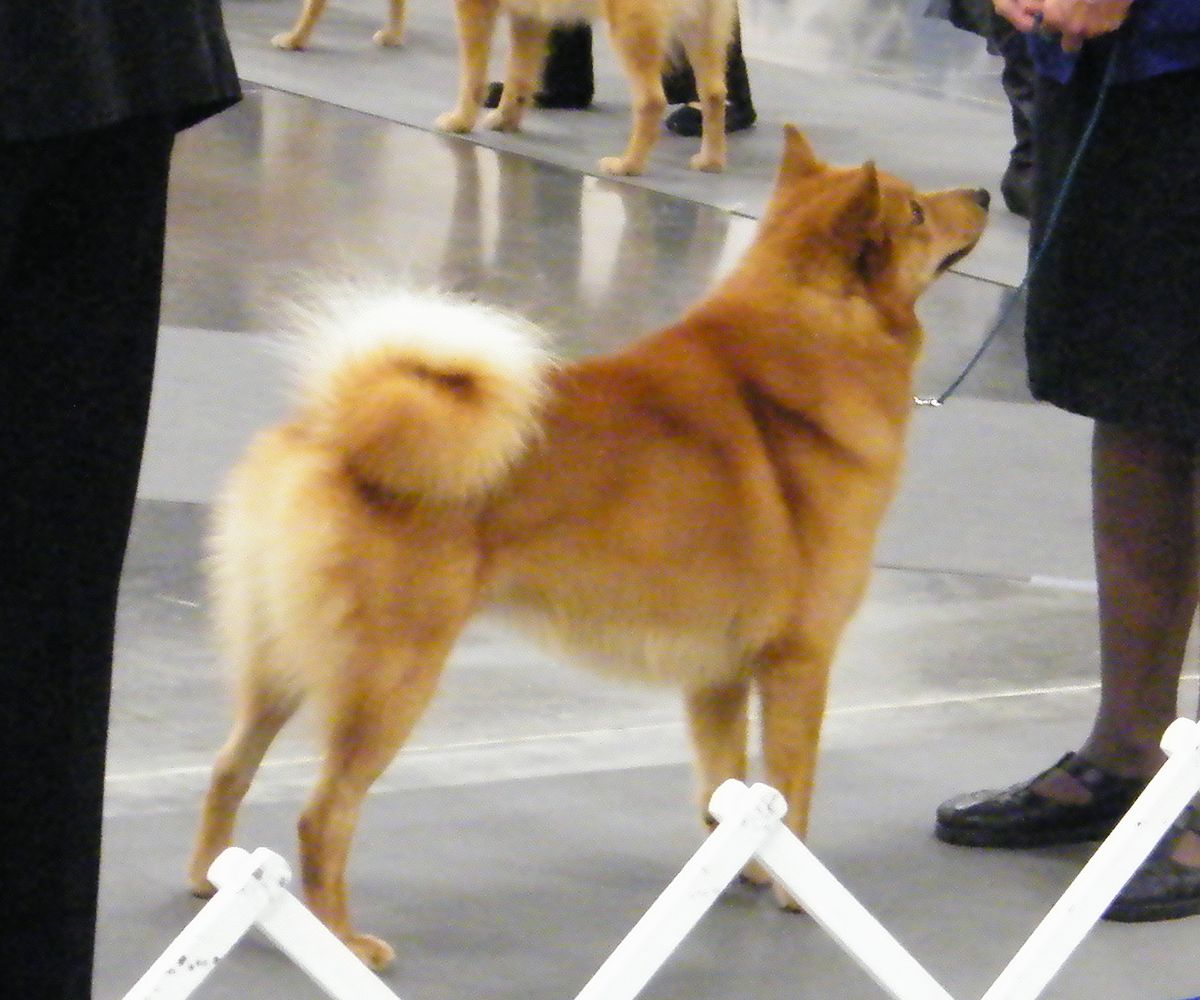 Mickywins Mainio Skandia | Finnish Spitz 