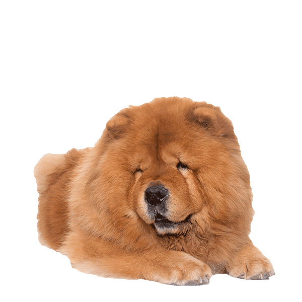 Tibetan Mastiff