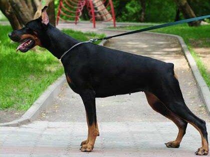 Smart Wood Hills Sicilia | Black Doberman Pinscher