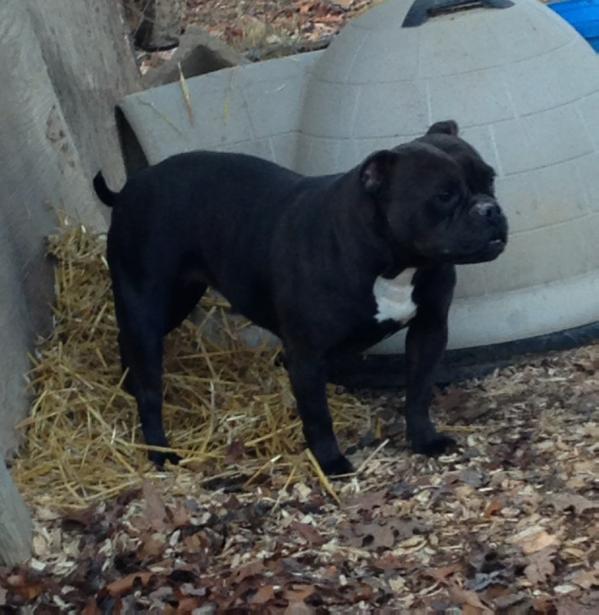 Alubull's Lady Yaya | Olde English Bulldogge 