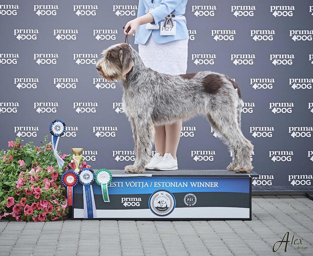 Netravati Amici Alberta | Spinone Italiano 