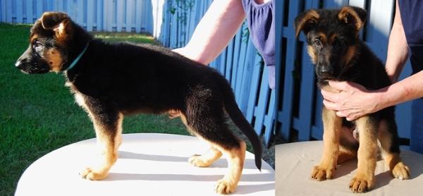 Xamp von Jagenstadt | German Shepherd Dog 