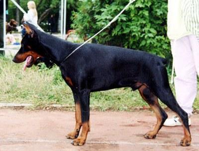 Shogun de L'abbaye  de Sable | Black Doberman Pinscher