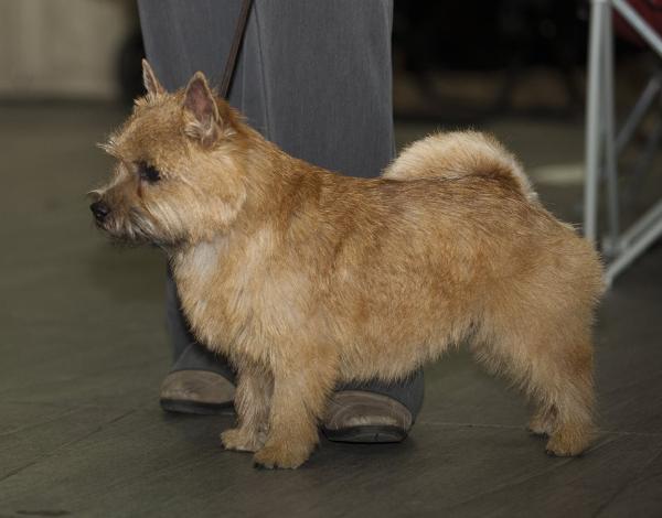 Shugar Kjub Superstrike | Norwich Terrier 