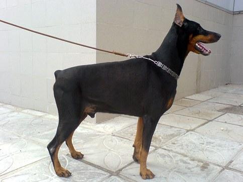 Nostalgi Hunter | Black Doberman Pinscher