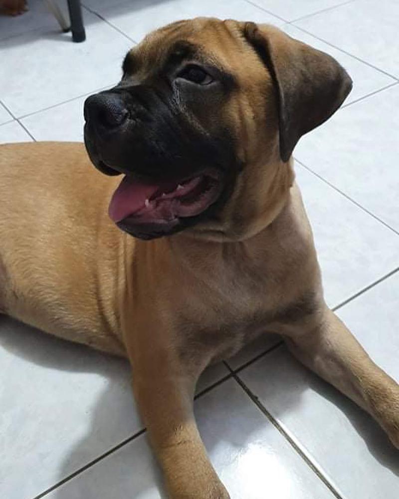 Argus | Bullmastiff 