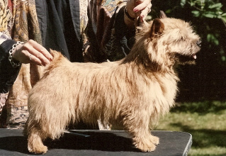 THE WIZARD of ELVE | Norwich Terrier 