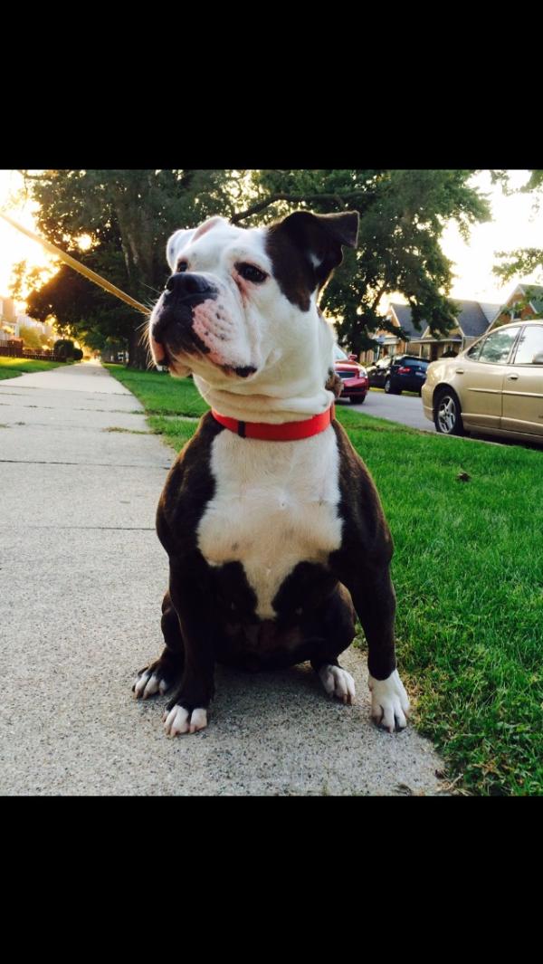 Band of Bullies Ms. Xena | Olde English Bulldogge 