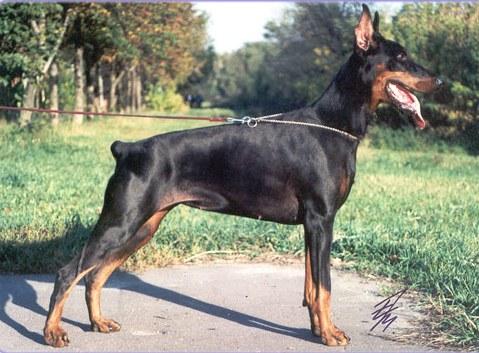 Nostalgi Helena | Black Doberman Pinscher