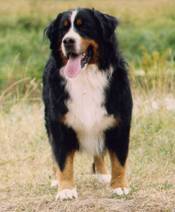 De Boni | Bernese Mountain Dog 