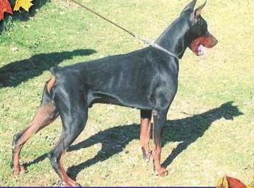 Ivan il Terribile del Montaldo | Black Doberman Pinscher