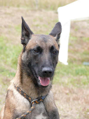 Mirage | Belgian Malinois 