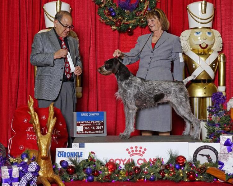 DUSTY N HEYWIRE BLOW N KISSES AT REECE | German Wirehaired Pointer 