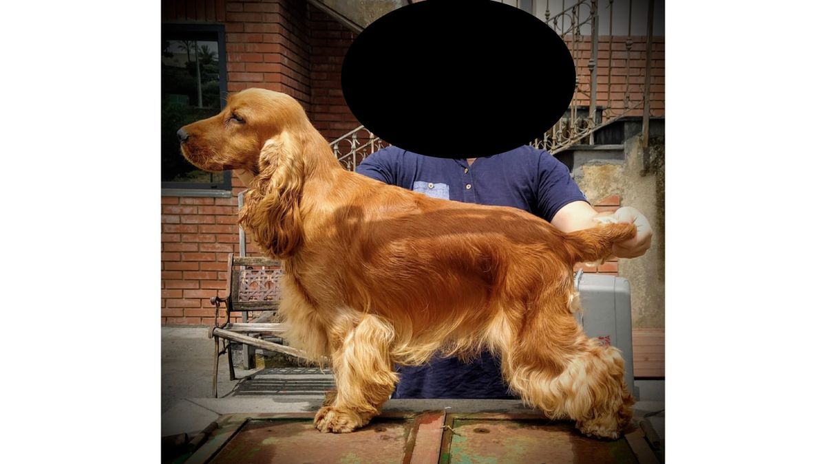 Francini's Alter Ego | English Cocker Spaniel 