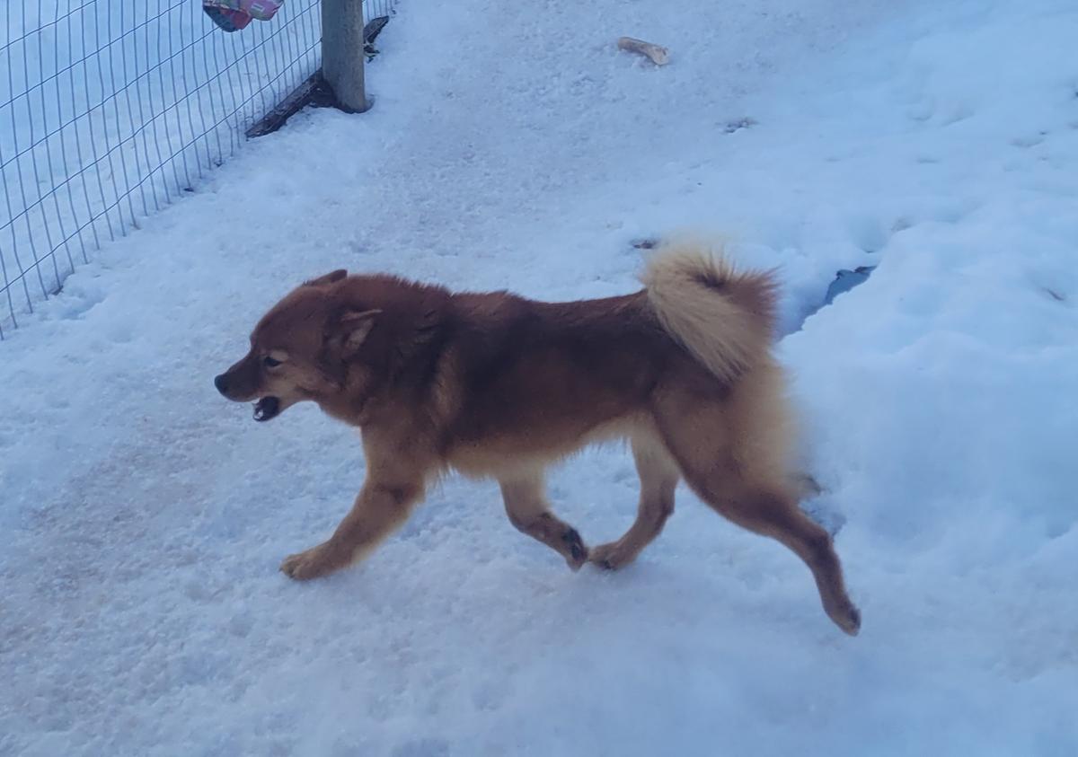 Pikkinokka's Topaz Star Sapphire | Finnish Spitz 