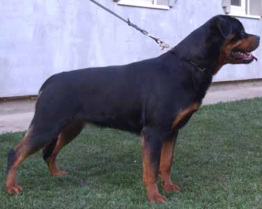 Pamella Vom Grossen Tal | Rottweiler 