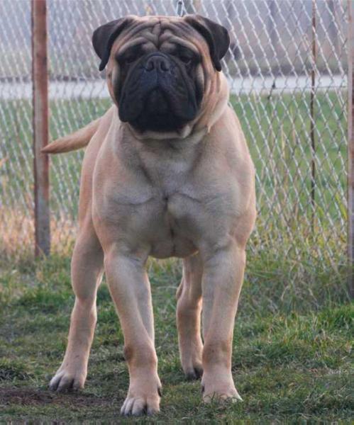 More than a feeling is dvariskiu | Bullmastiff 