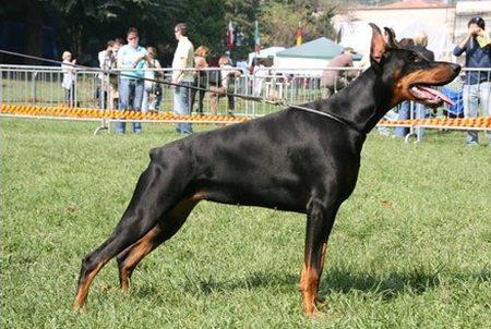 Ghana Grim dei Sauli Grimaldi | Black Doberman Pinscher