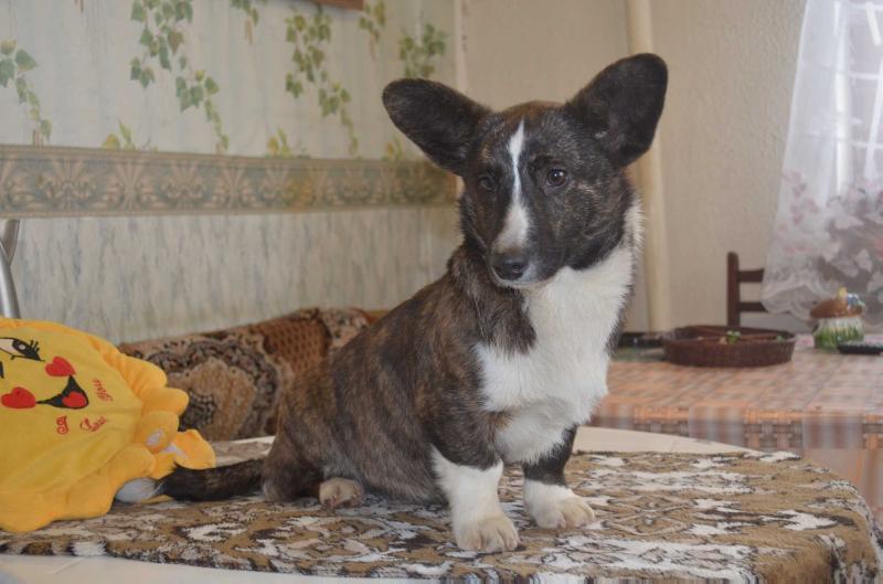 Dzhemini Wise Goddess | Cardigan Welsh Corgi 