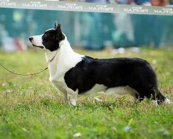 All Trade Passport | Cardigan Welsh Corgi 