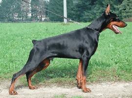 Blu (LO0187926) | Black Doberman Pinscher