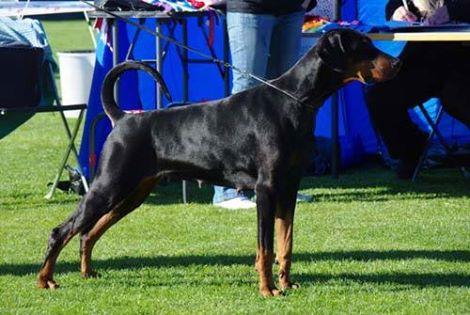 Power Dee's Eternal-Flame | Black Doberman Pinscher