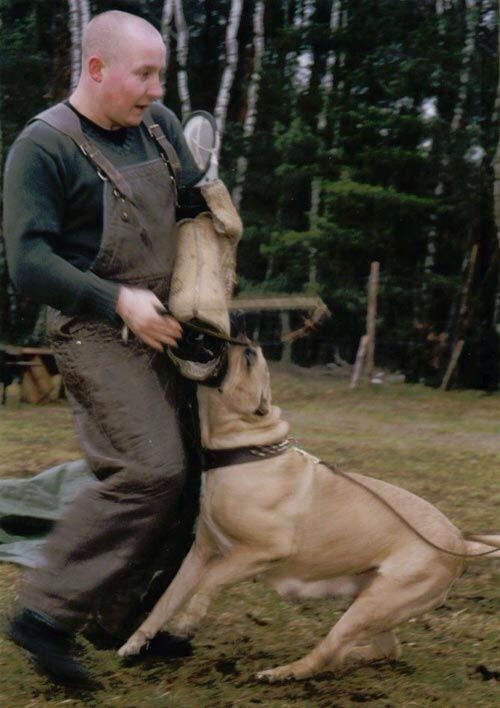 Zora de la Arena | Perro de Presa Canario 