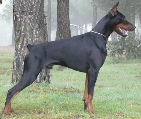 Ardens Giotto | Black Doberman Pinscher