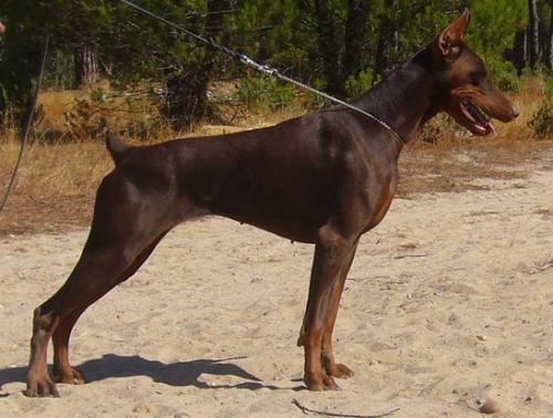 Ardens Greta | Brown Doberman Pinscher