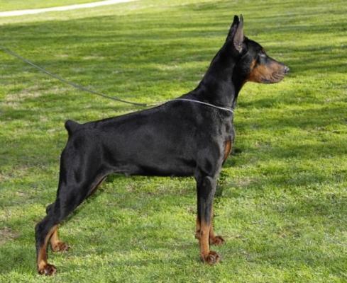 Arielle della Ninfa Nobel (LO0691470) | Black Doberman Pinscher