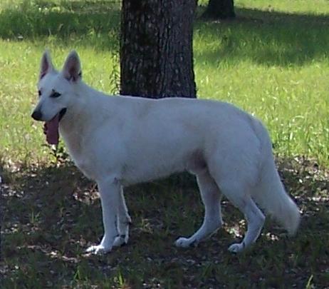 Starr SureFire SuperHero of FS | White Swiss Shepherd Dog 