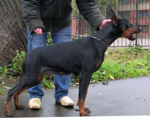 Sant Grand Arkoz Bertuchchi Erena | Black Doberman Pinscher