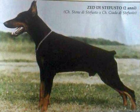 Zed di Stefusto | Black Doberman Pinscher