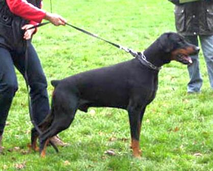 Emir z Padoku (2007) | Black Doberman Pinscher