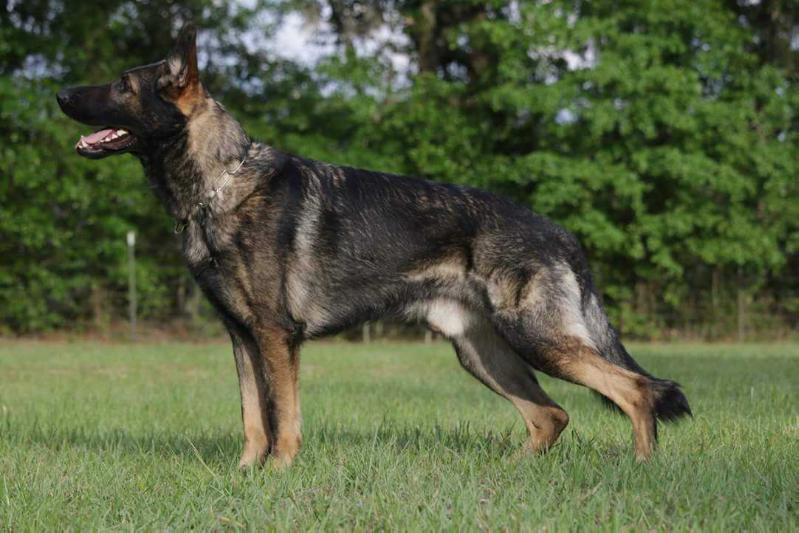 Griffin of Crooked Creek | German Shepherd Dog 