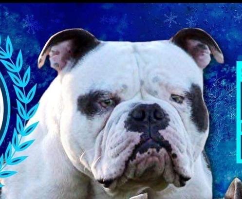 Utzon's Killer | Olde English Bulldogge 