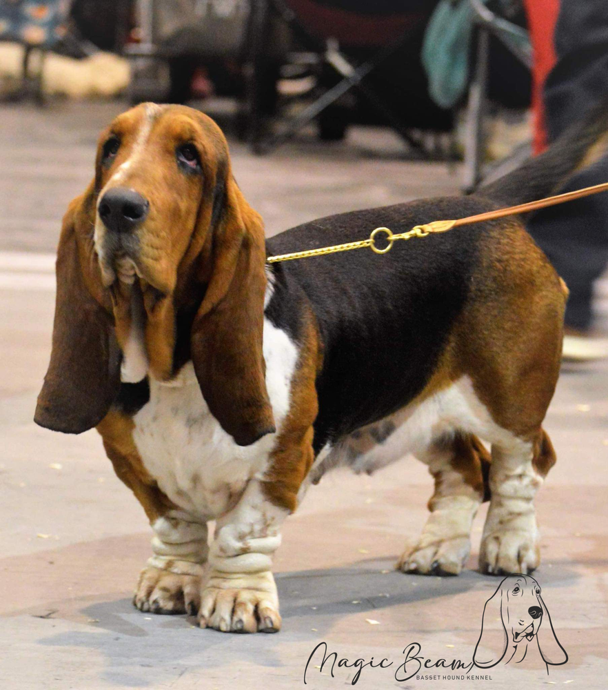 Magic Beam Unau | Basset Hound 