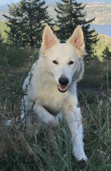 Catharina of Big Whites | White Swiss Shepherd Dog 