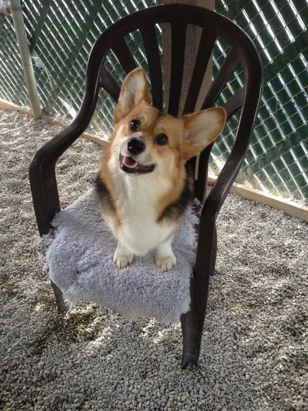 Winddancer In Living Color @ Aylesford | Pembroke Welsh Corgi 