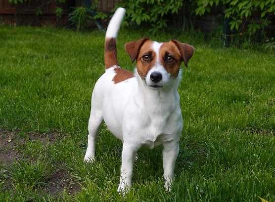 BLAQWYND NISHO NJALO | Jack Russell Terrier 