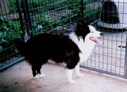 Tuff ABC 279260 | Border Collie 